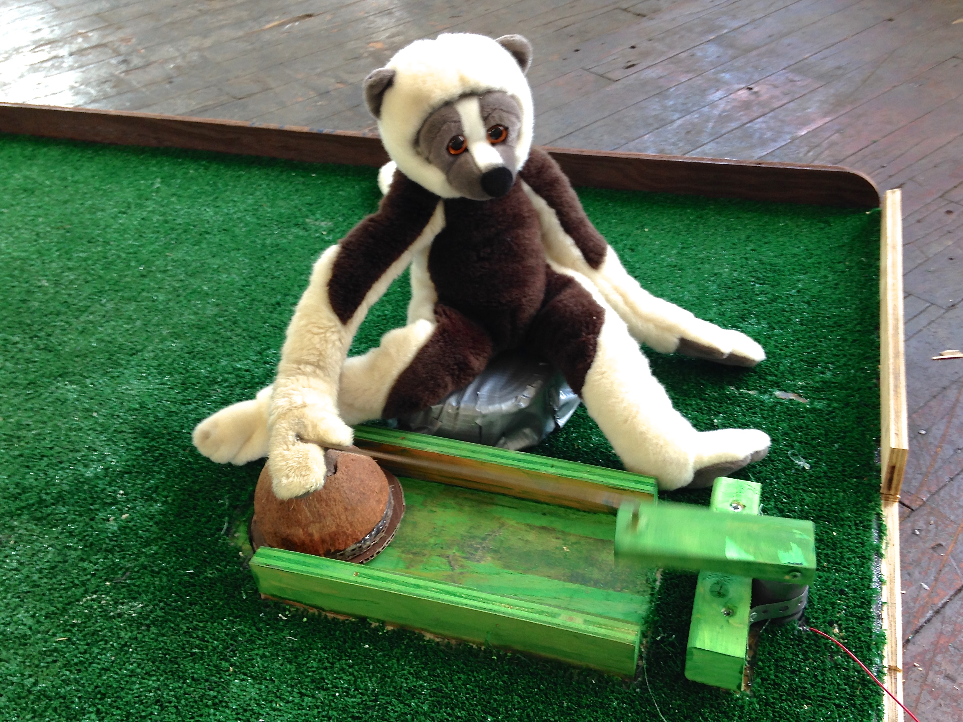 monkeying around - a lemur sliding coconut to block this hole